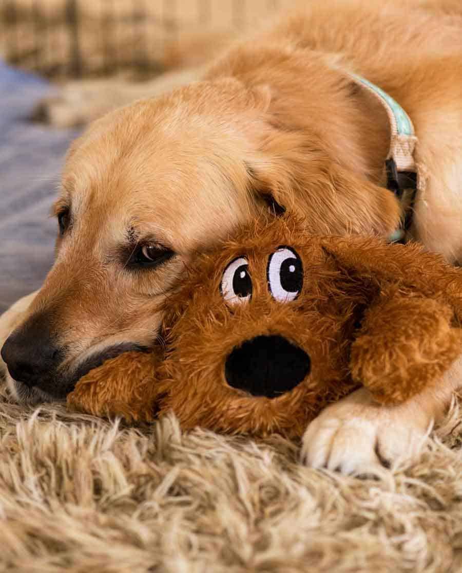 Dozer the golden retriever with a toy dog