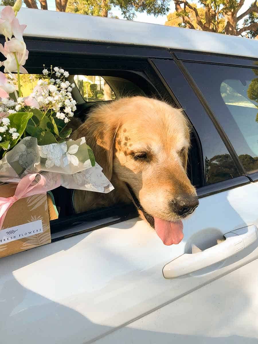 Dozer Mother's Day deliveries