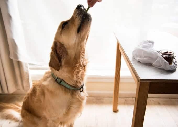 Dozer Stuffed Chicken Breast_2