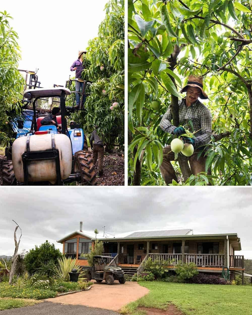 Photos from Groves Mango Farm, Queensland Australia