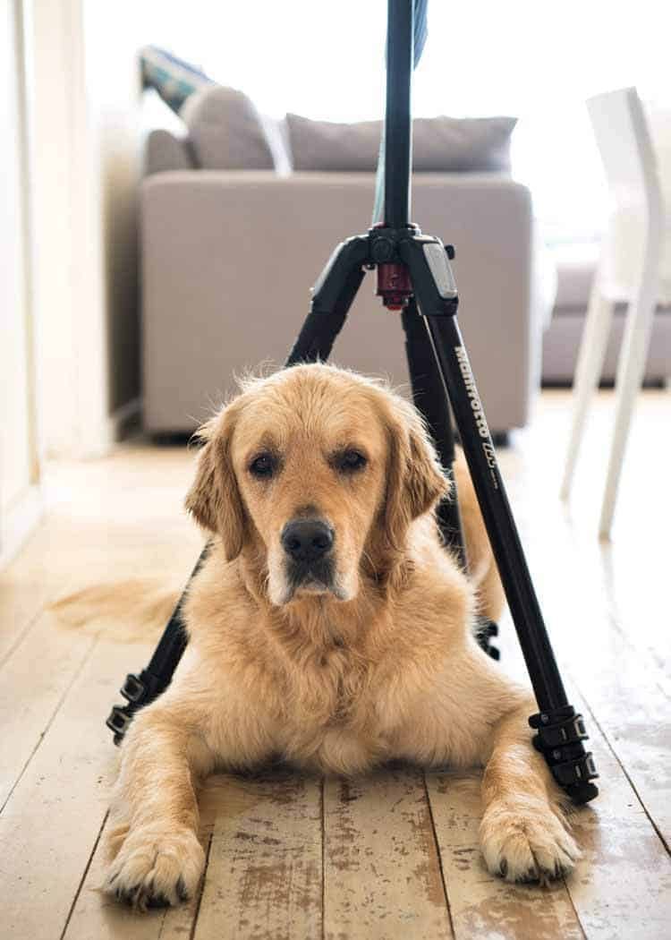 Dozer the golden retriever squeezing himself under the tripod legs