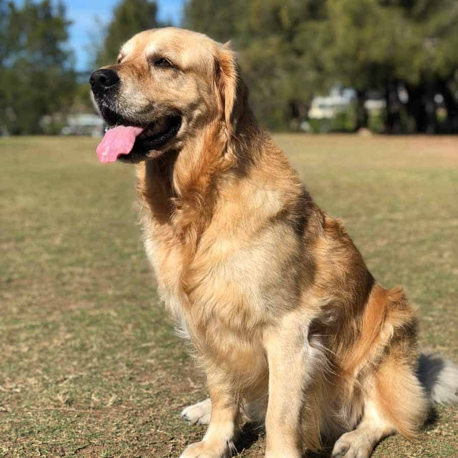 Dozer the golden retriever at Bayview just before ruptured ACL