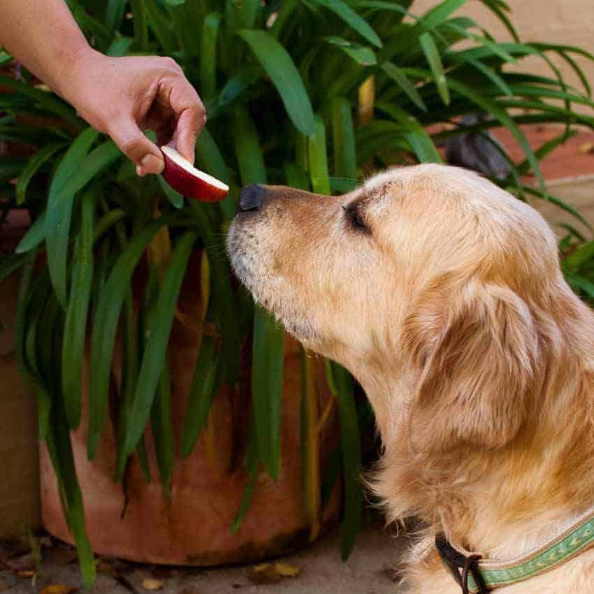 Dozer the golden retriever eating Modi red apples