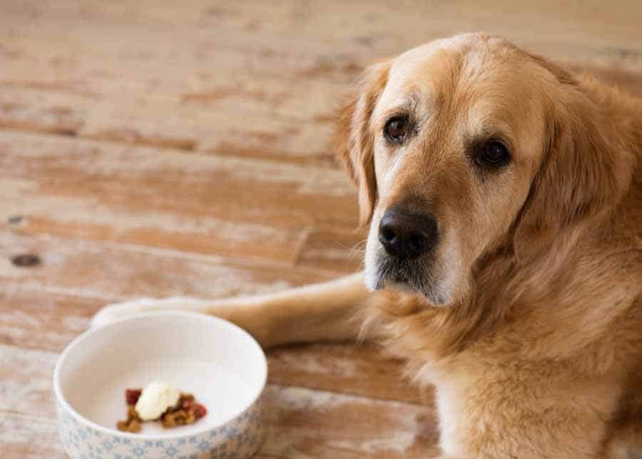 Dozer the golden retriever dog waiting for the OK to inhale the strawberry crumble