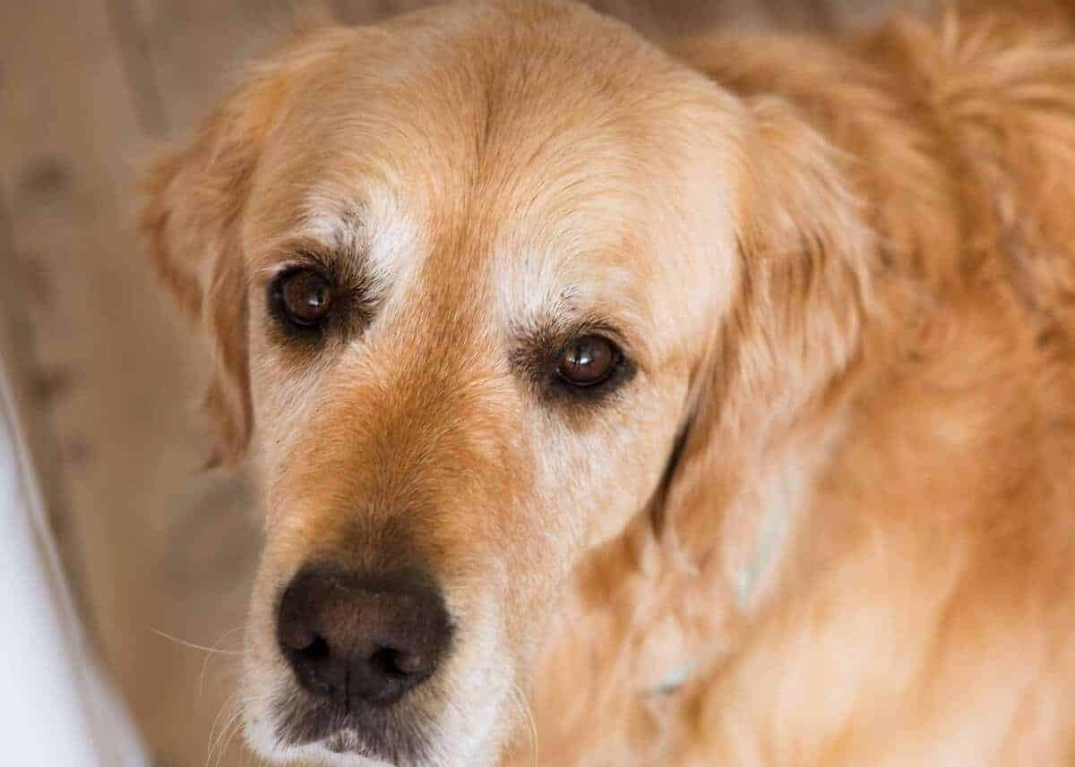 Dozer the golden retriever eyeing off vegetable toast