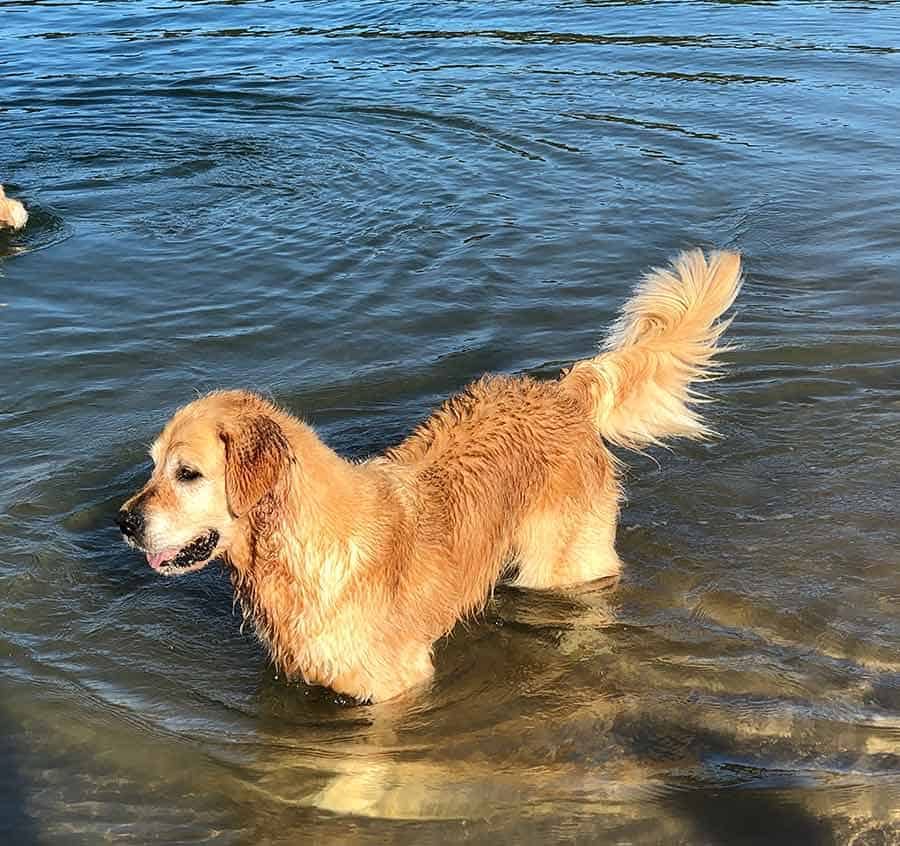 Dozer May 2019 bayview