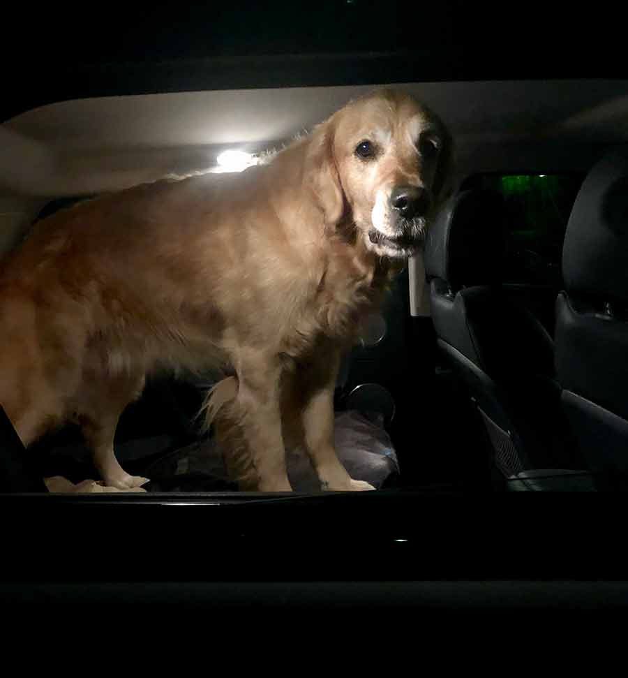 Dozer the golden retriever dog night food delivery