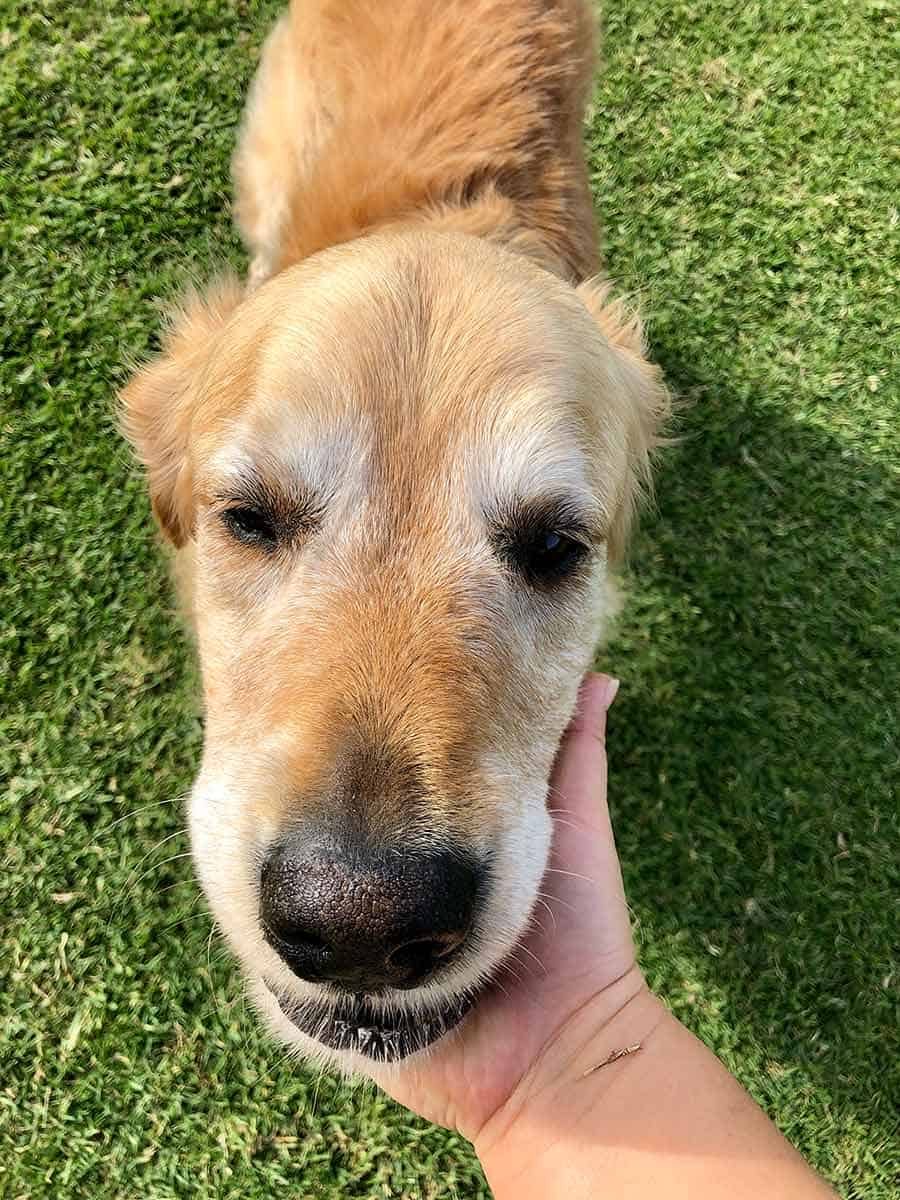 Lecturing Dozer_golden retriever dog