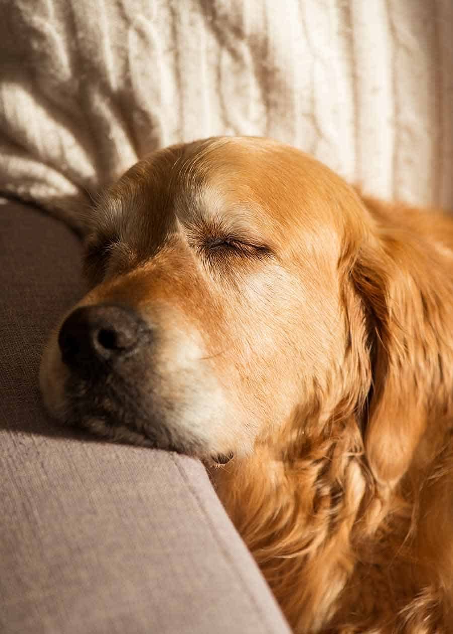 Dozer golden retriever dog post breakfast snooze