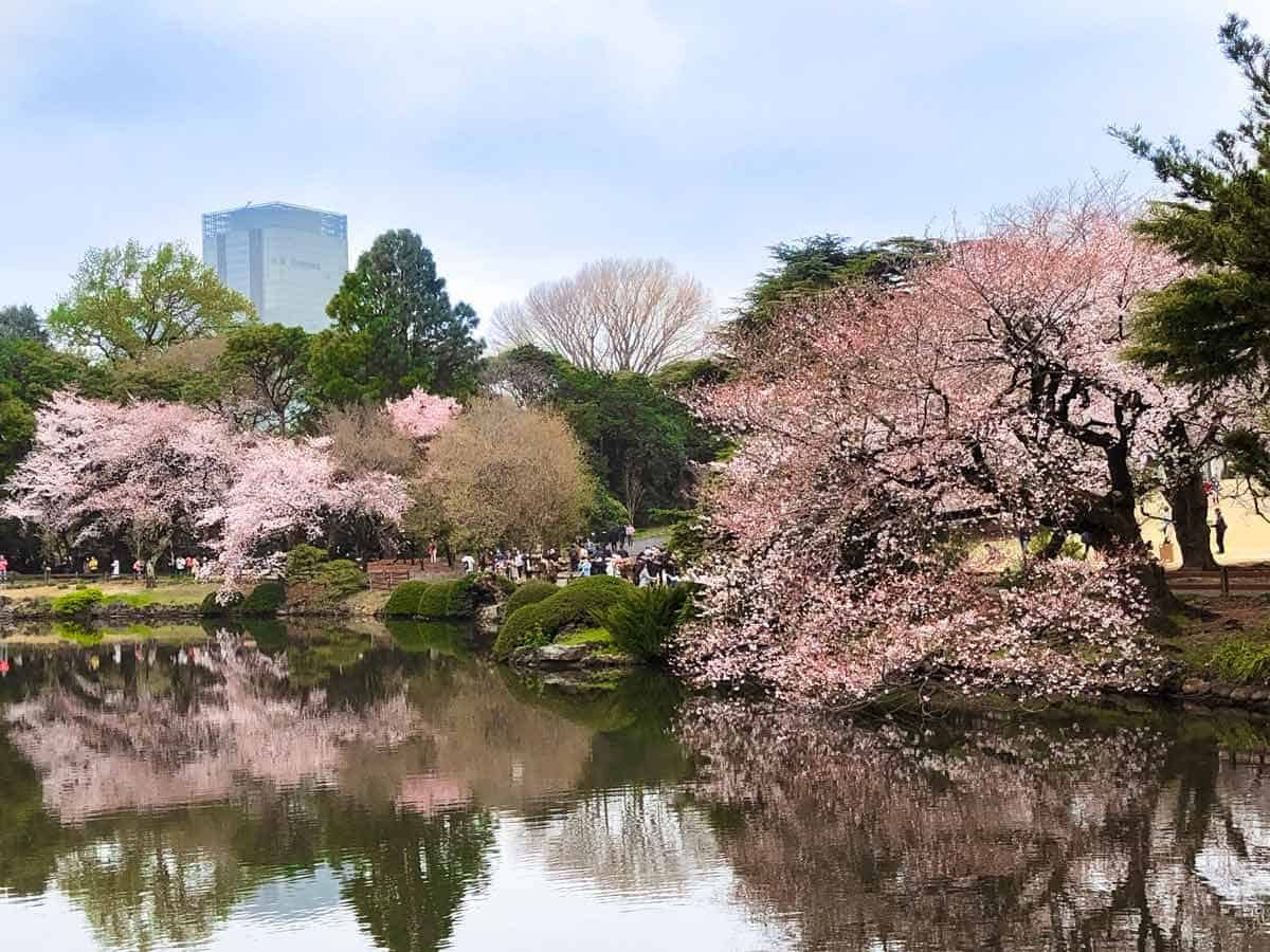 Shinjuku Gyoen (or Shinjuku Gyoen National Garden)