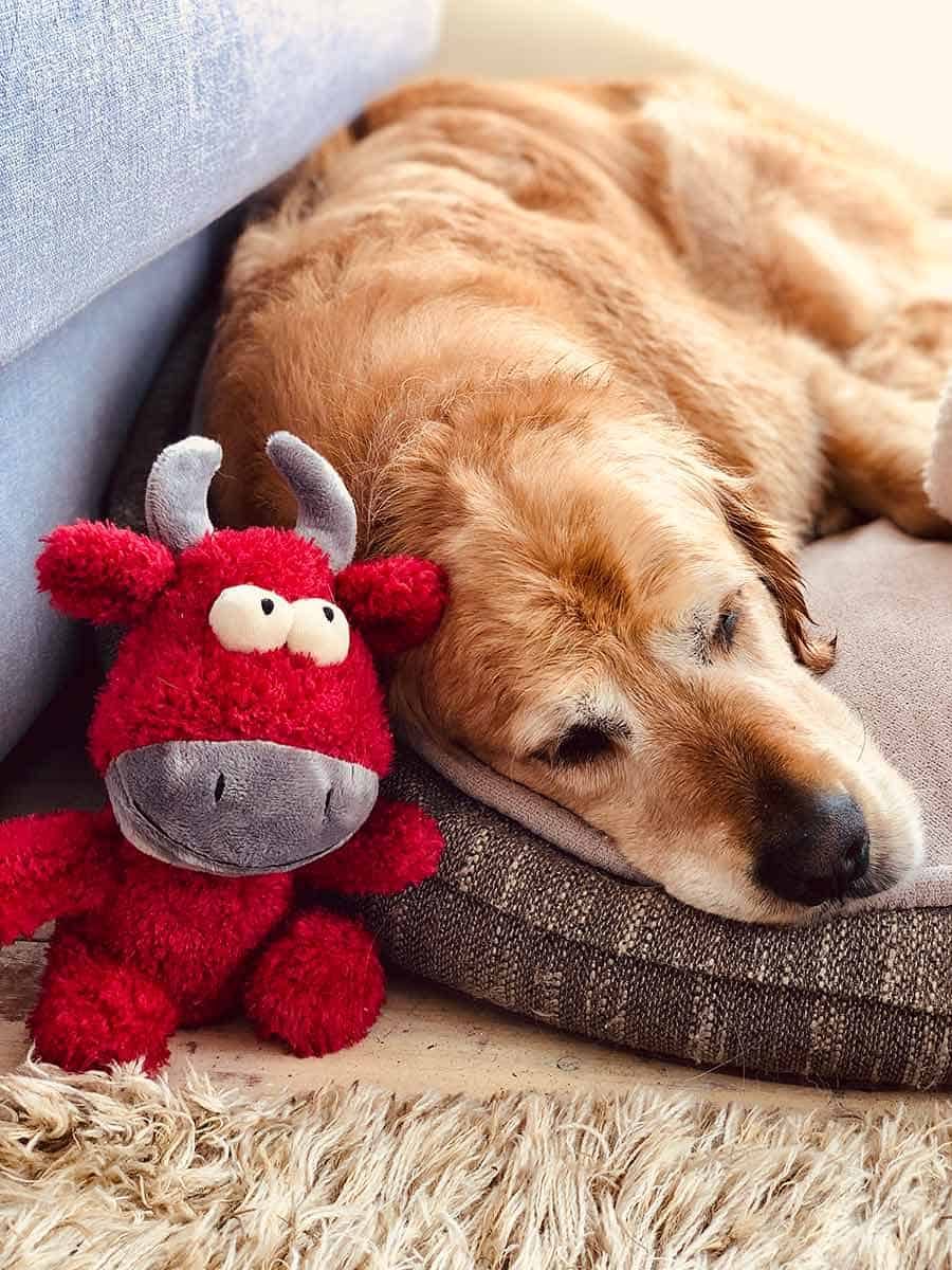 Dozer with cheeky devil toy