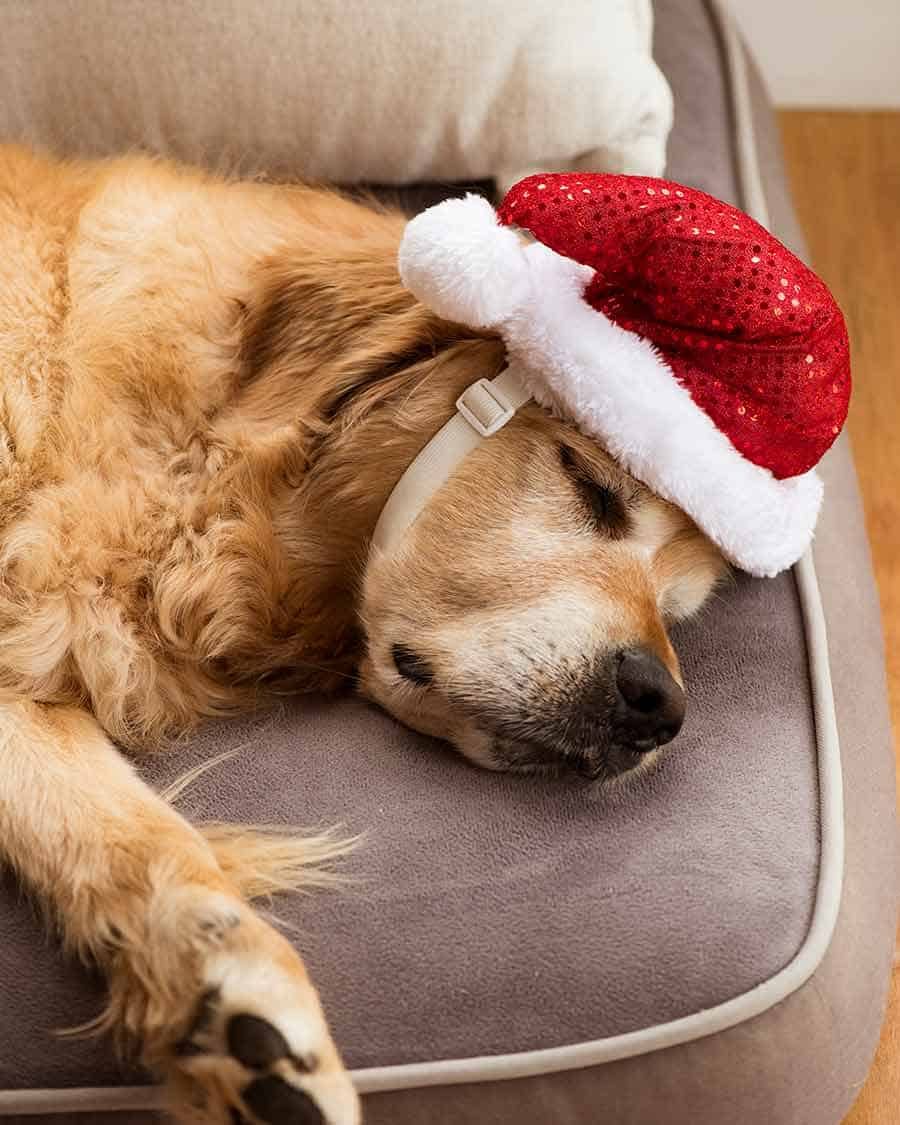 Dozer in a sugar coma