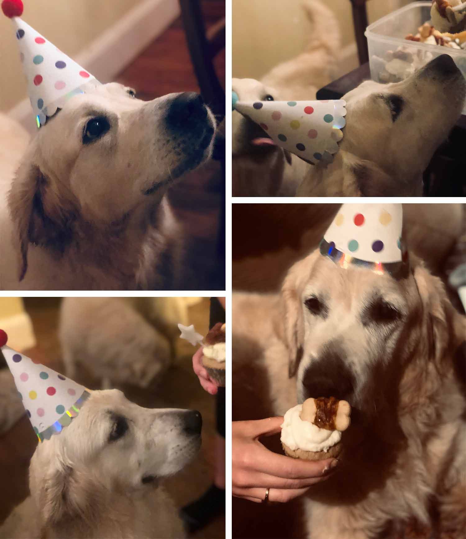 Aggie-Gordie-Prscilla-Caddie-Pupcakes