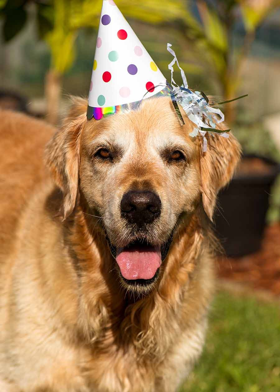 Dozer the golden retriever dog 8th birthday