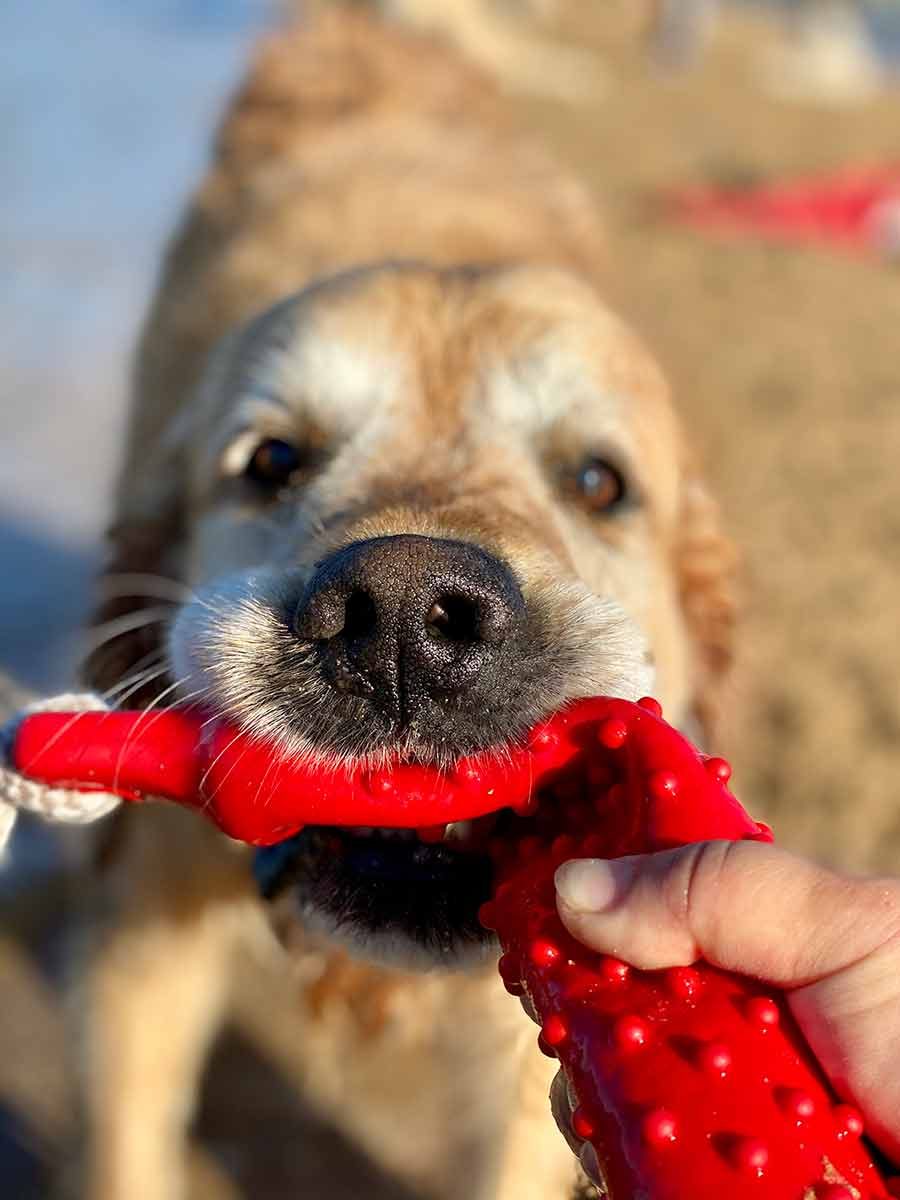 Dozer with boogie up his nose
