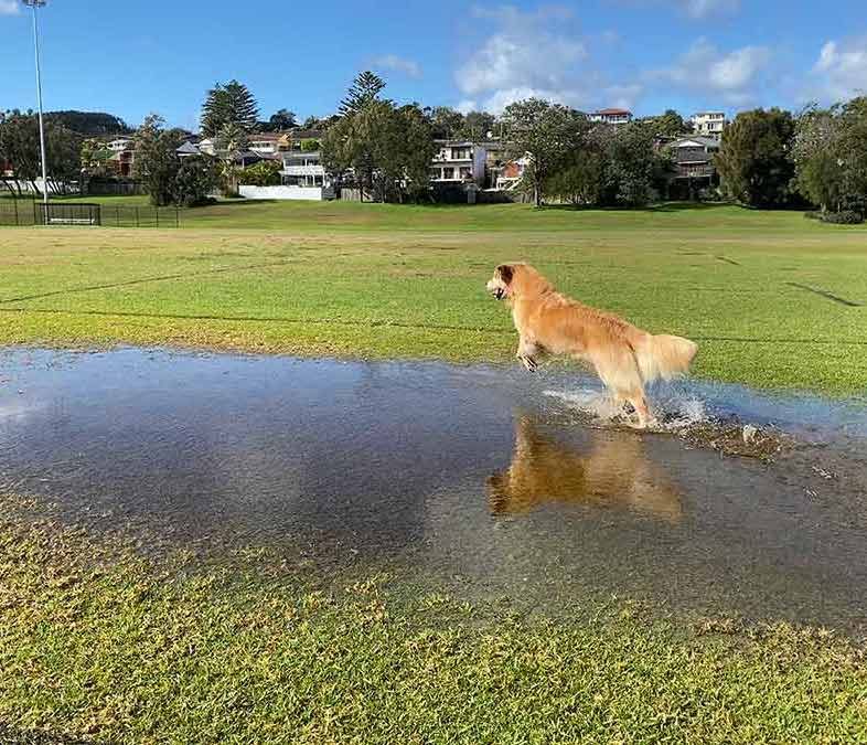 Dozer-running-through-puddles