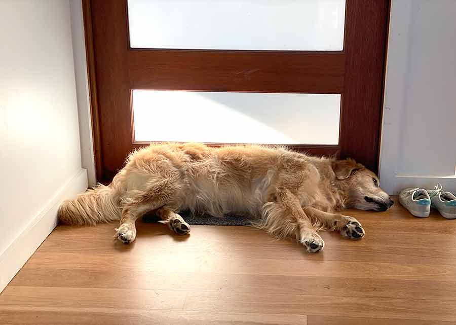 Dozer waiting by front door to go for walk