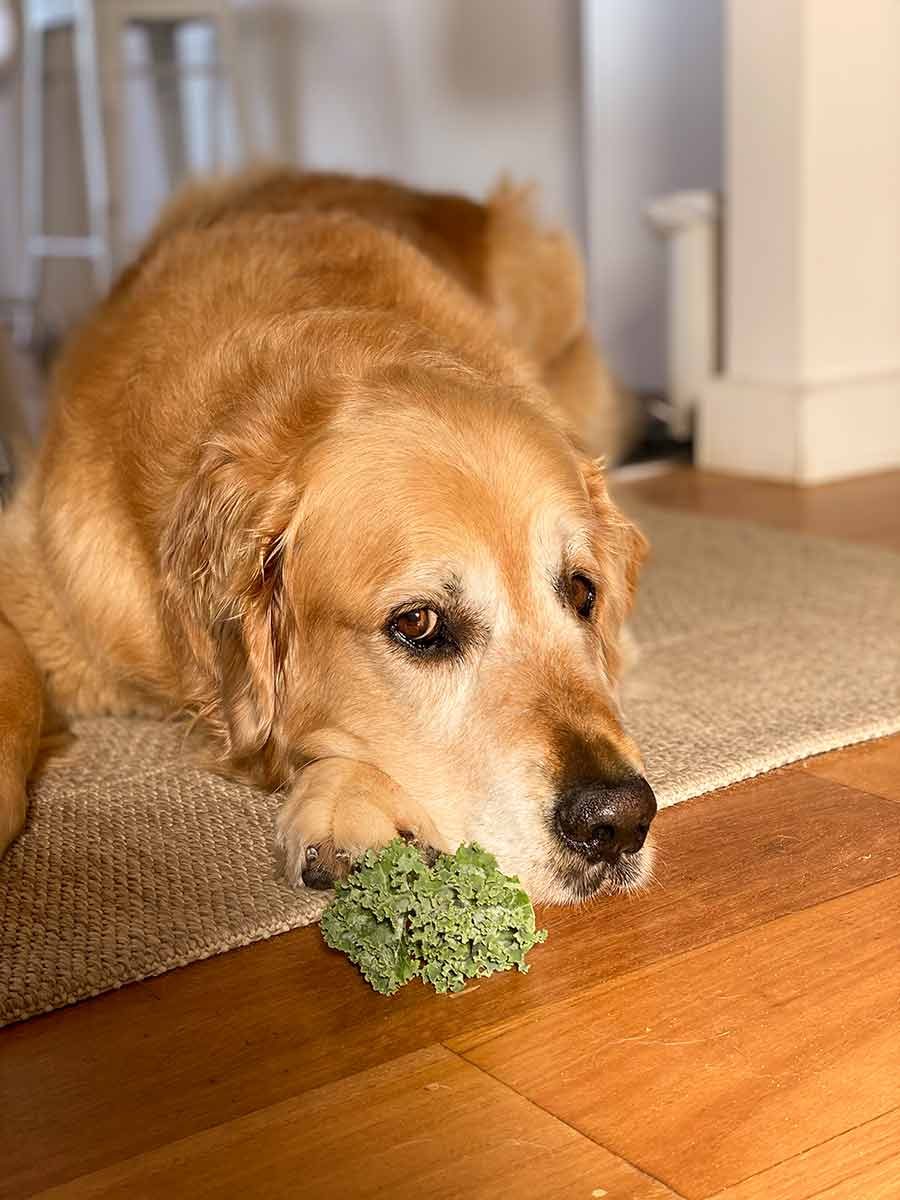 Dozer unhappy about salad marathon