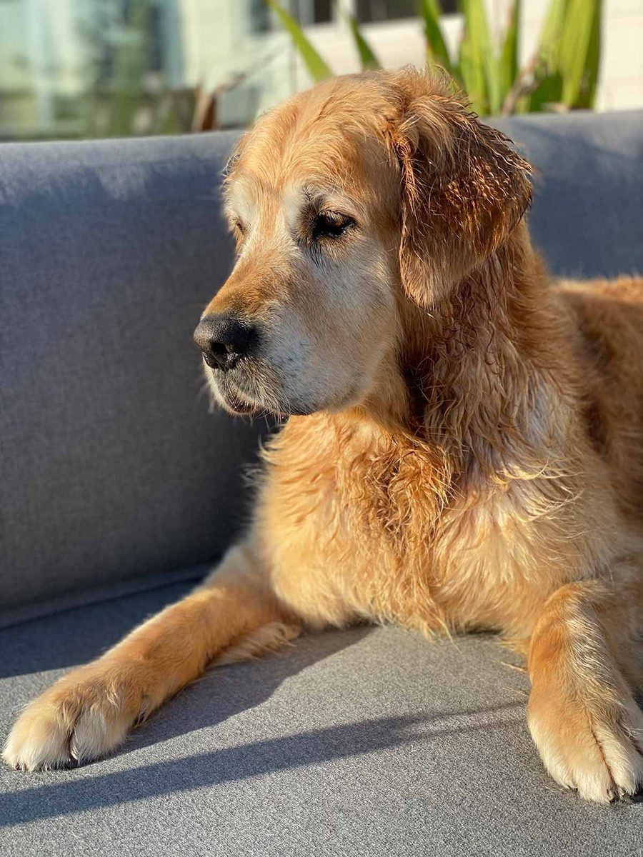 Dozer-wet-drying-off on outdoor lounge