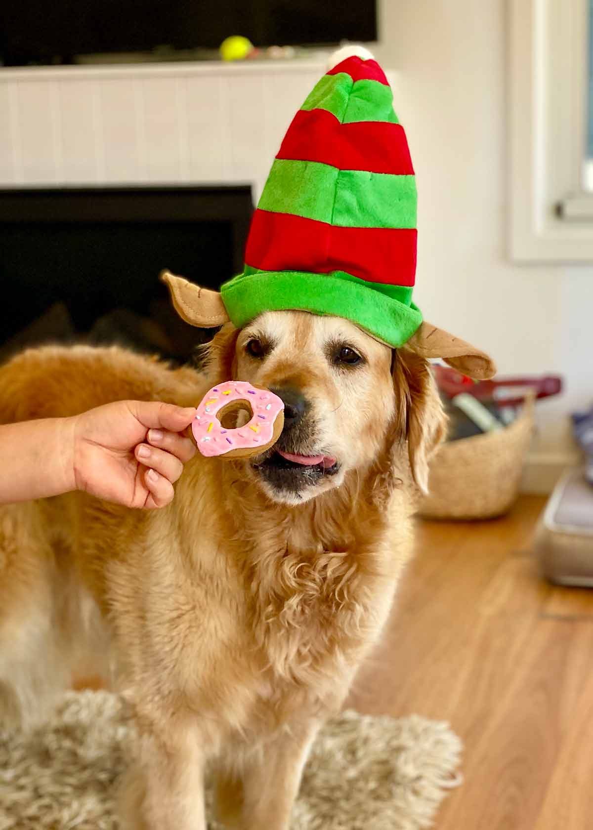 Dozer elf hat Christmas 2020