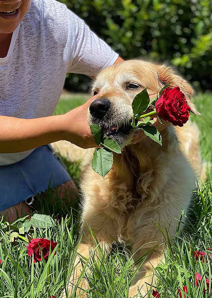 Dozer Valentine's Day 2021