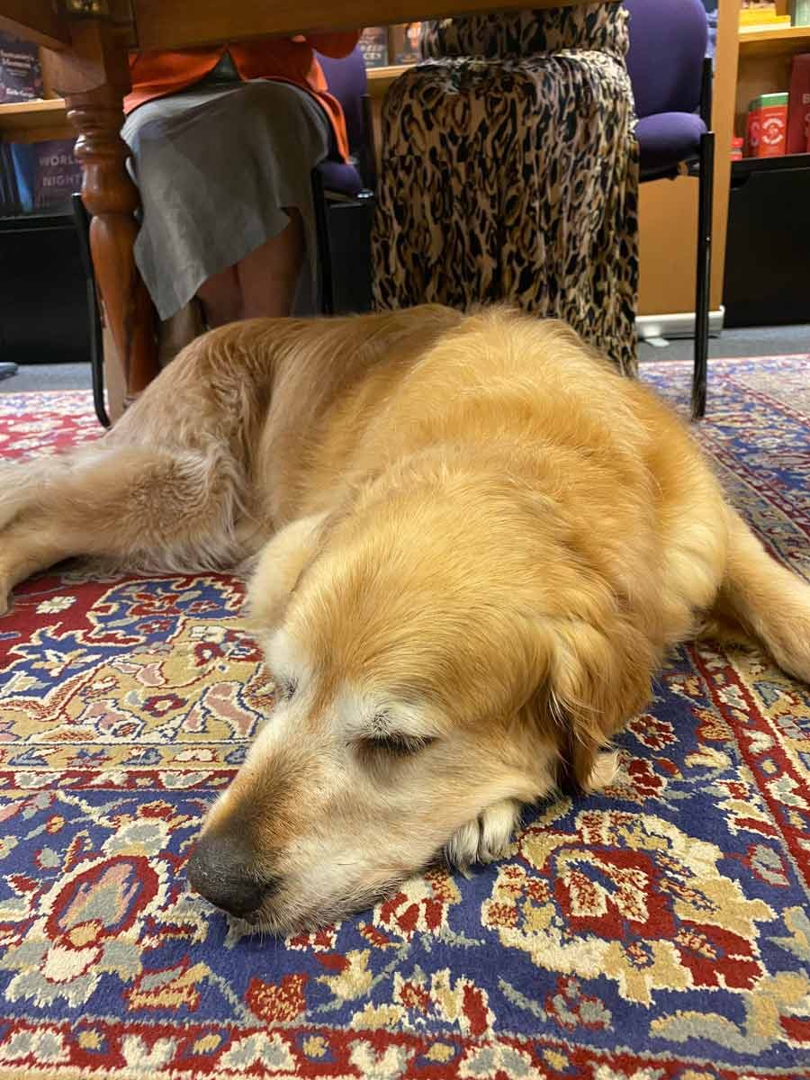 Dozer-sleeping-Dymocks-cocktail-party